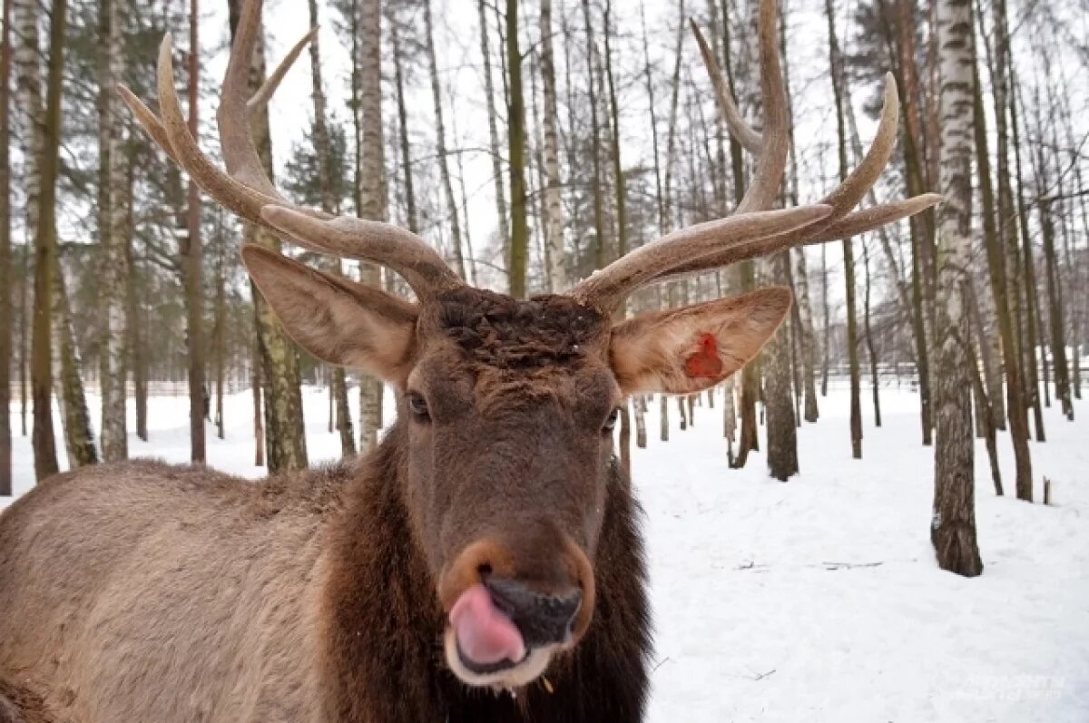    Резкий рост популяции некоторых видов животных и птиц отмечен в НСО