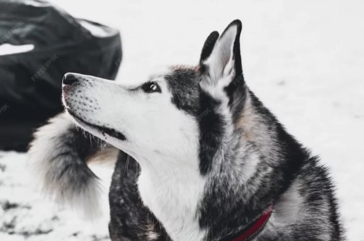    Жильцы ЖК в Петербурге забрали собаку у избивавшего её хозяина