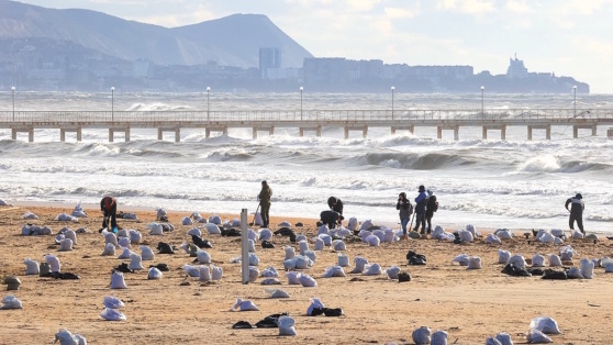    Бастрыкин поручил возбудить дело о недостаточности мер по ликвидации утечки мазута в Краснодарском крае Алина Городниченко