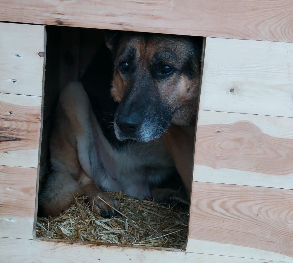 Фото: зооцентр "Дино"