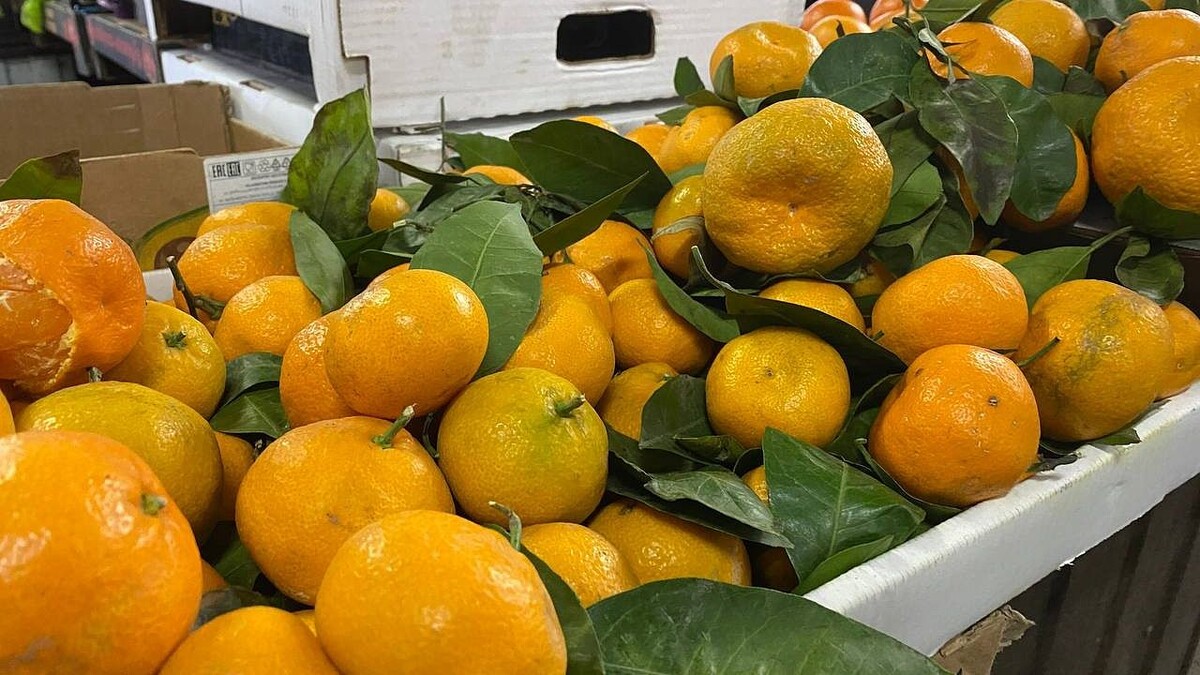    Фото: телеканал «Краснодар»