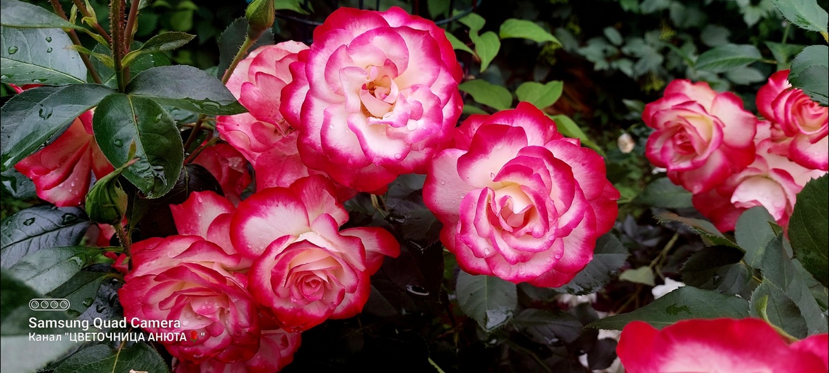 Просто так). Юбилей принца Монако. Флорибунда