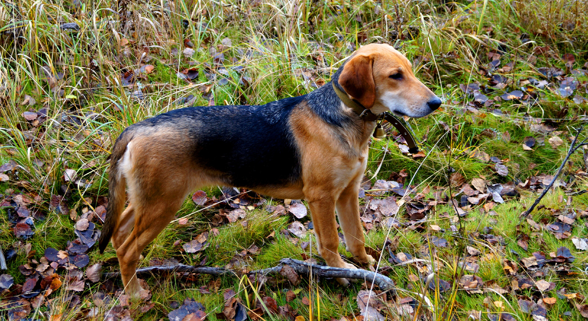 РГ Нота вл. Шатров В.А.