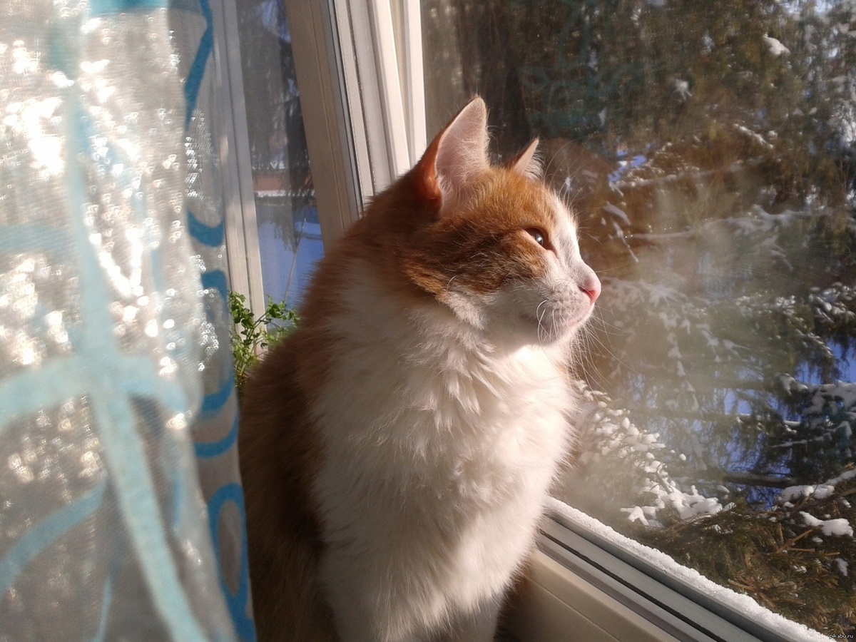 Фото из Интернета.