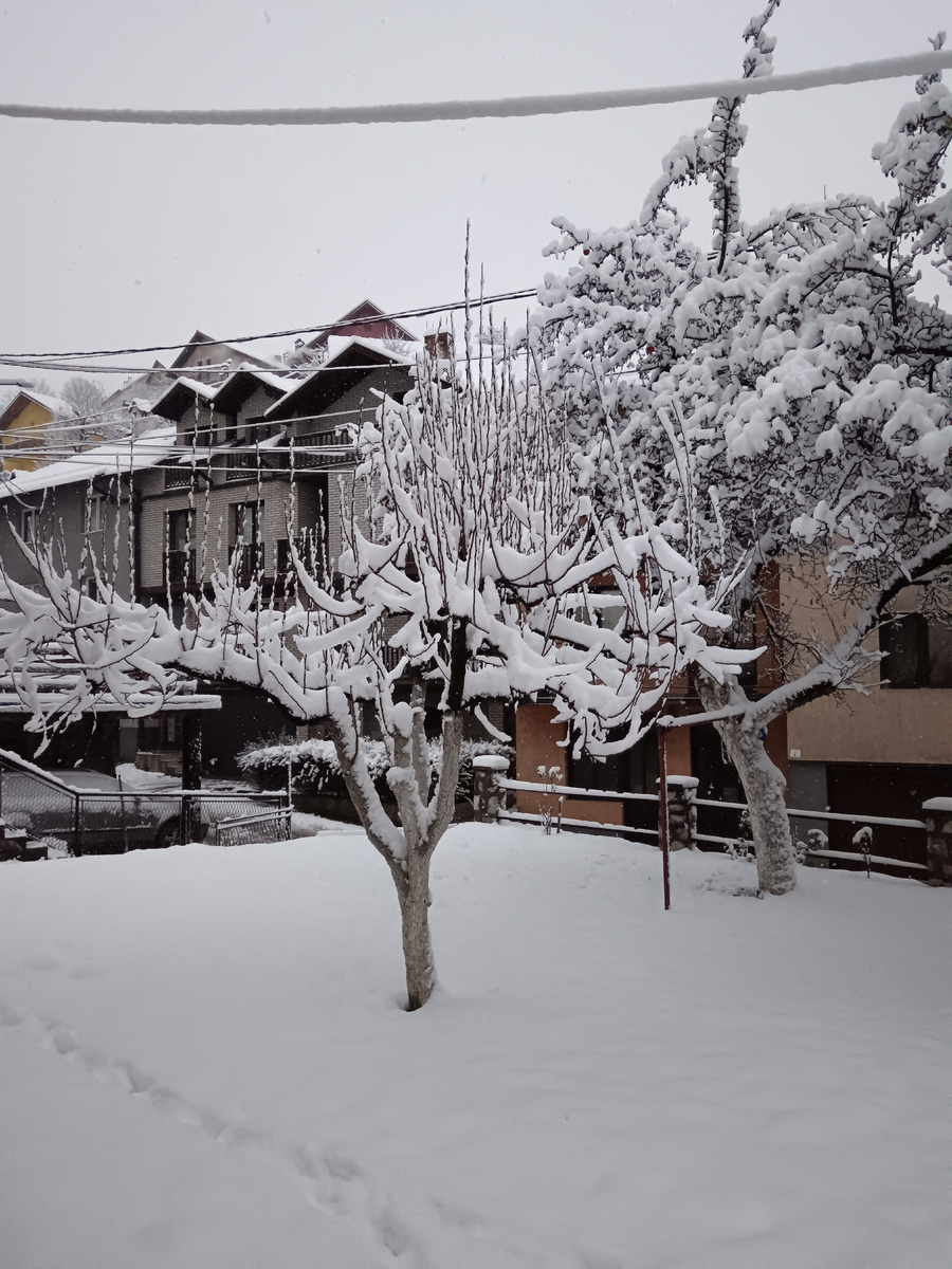 Деревья утром рядом с домом в Ужице.
