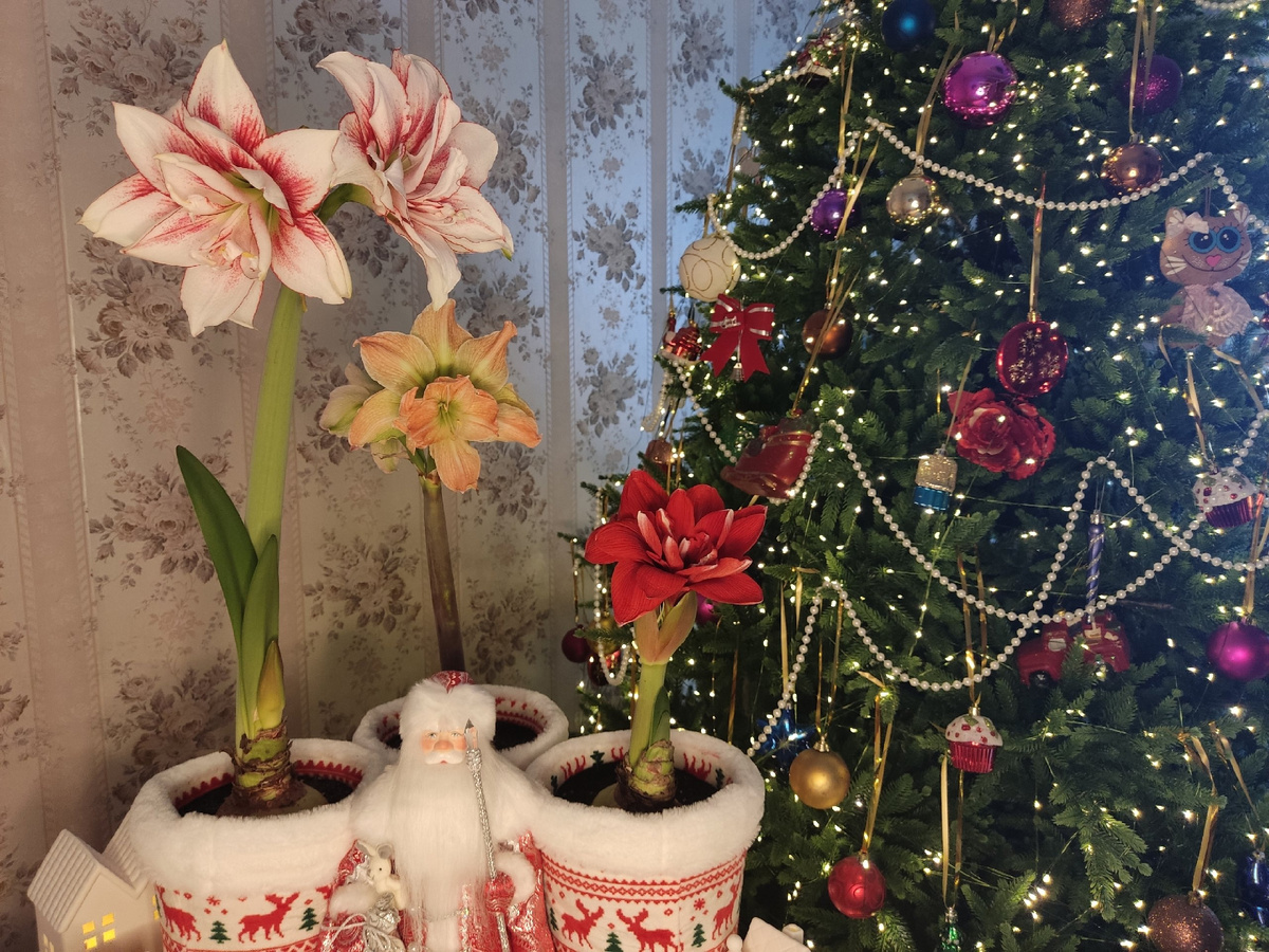 Слева направо: Elvas, Exotic Nymph, Double Dragon