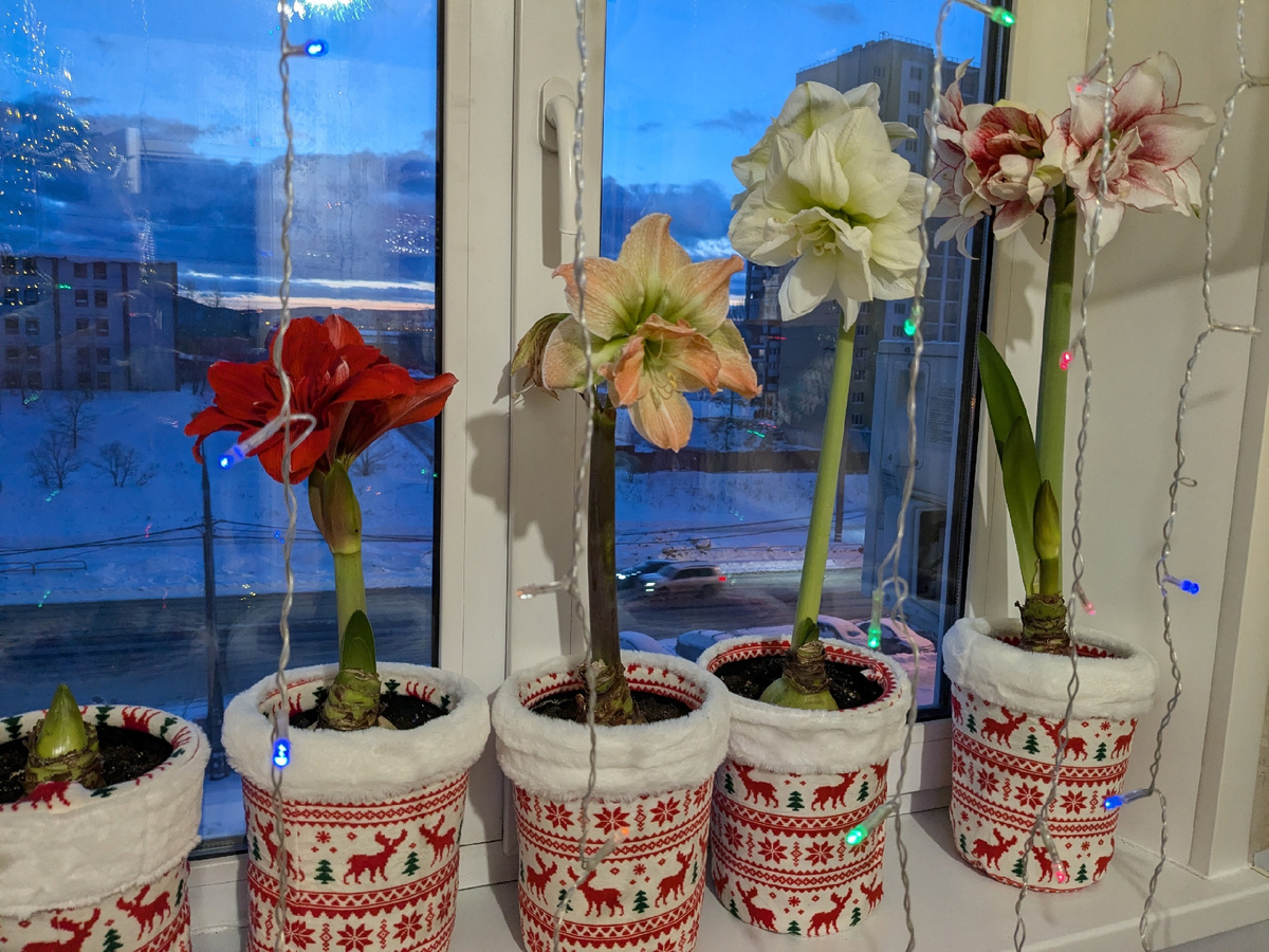 Первую "тройку игроков" догнал сорт Marilyn