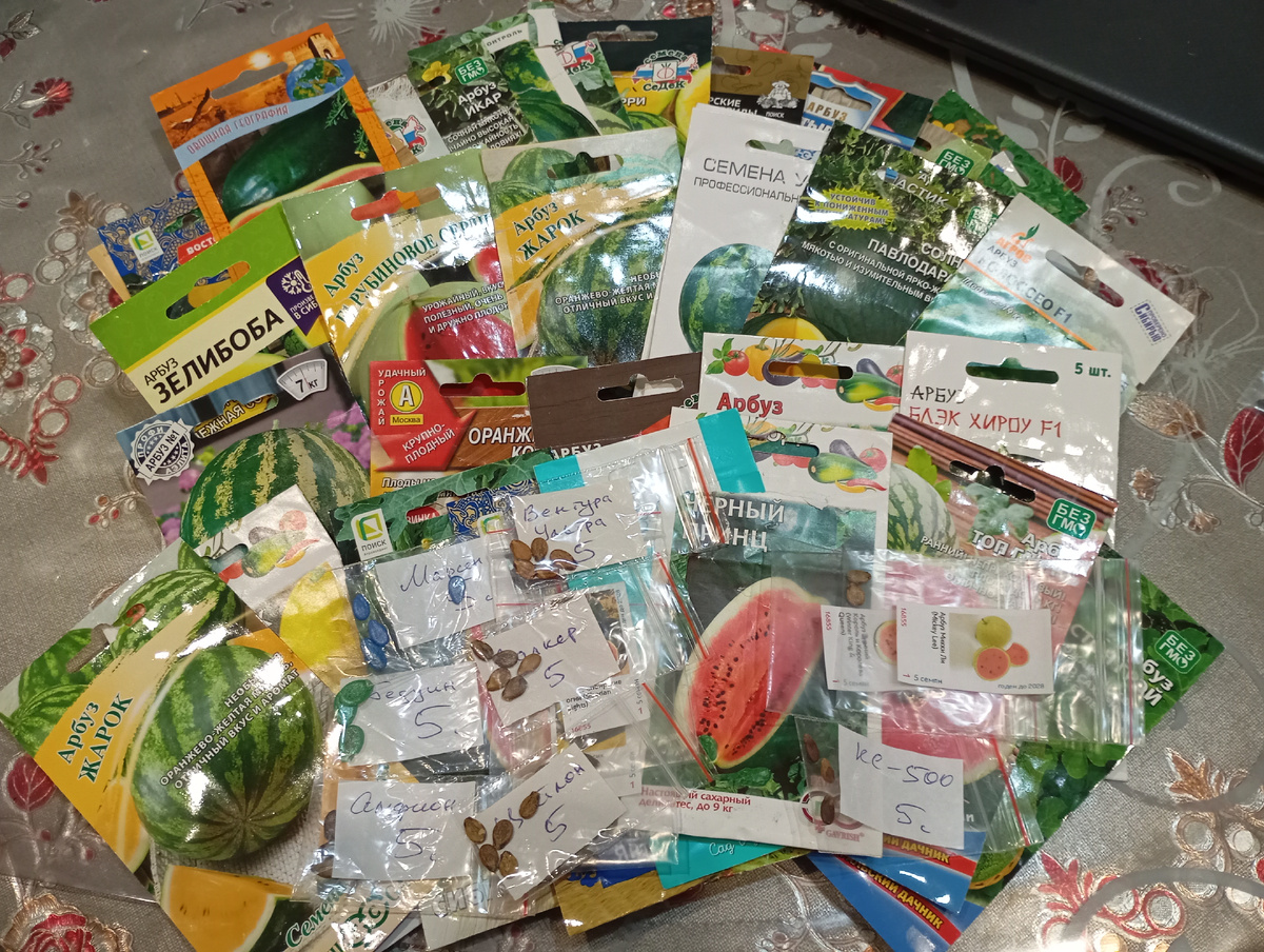 Семена арбузов, фото автора.