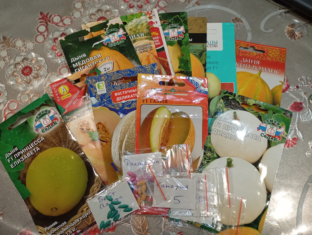 Семена дынь, фото автора.