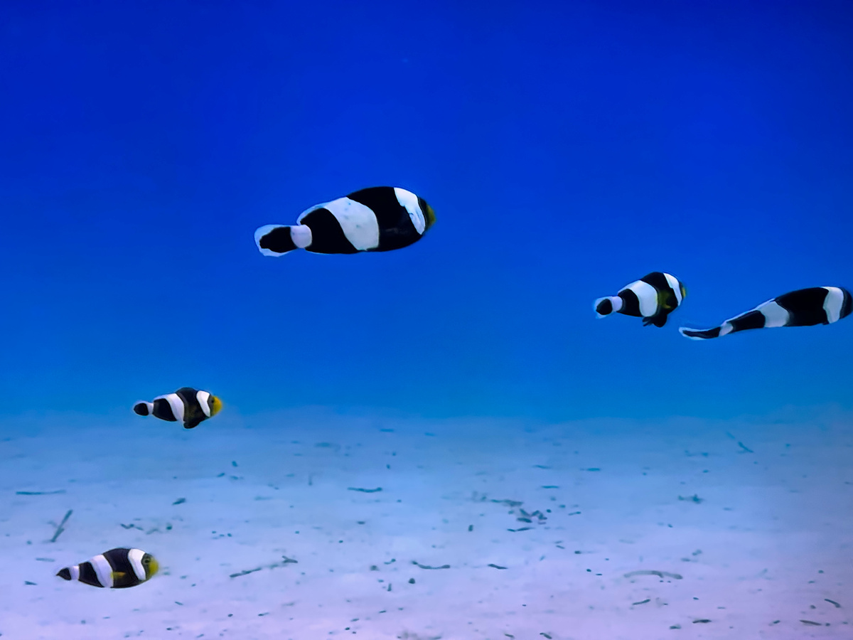 Снимки с экрана - простите качество. Впрочем, если бы я сам нырнул фотографировать, качество могло бы оказаться и того хуже.