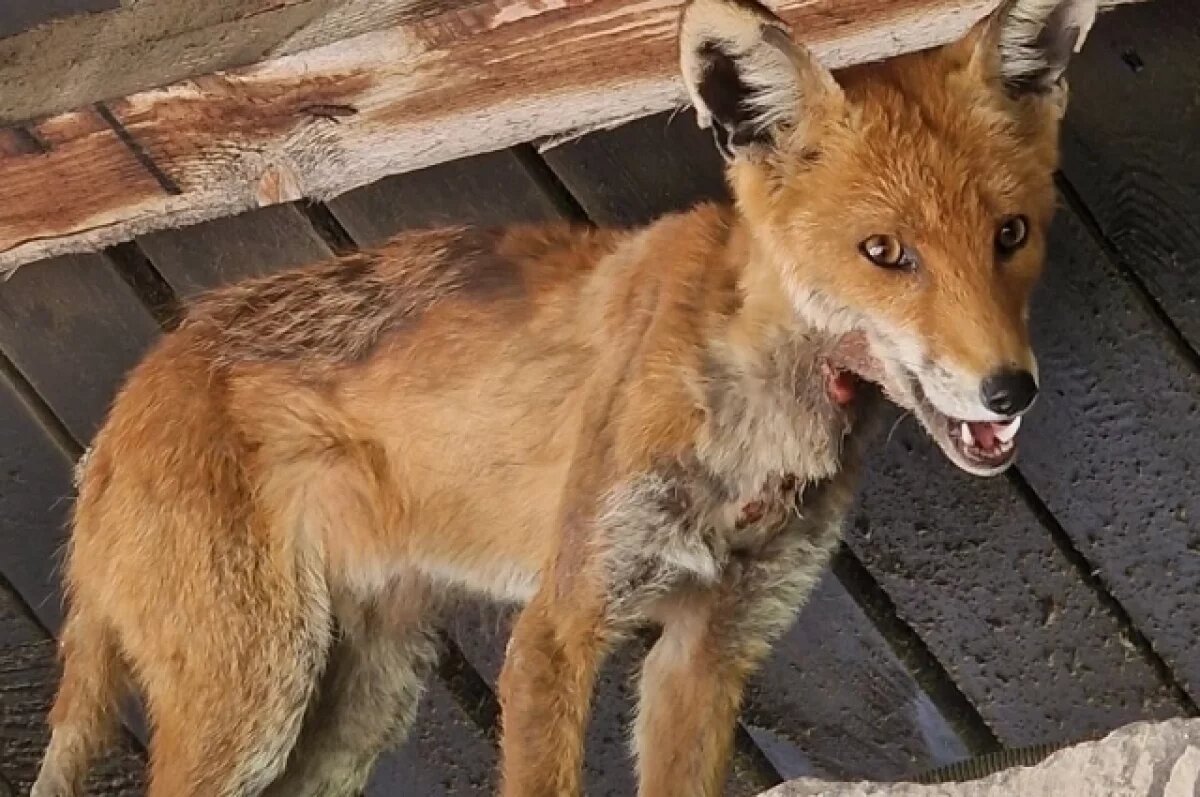    Рыжая гостья со смертельным вирусом наведалась в станицу под Волгоградом