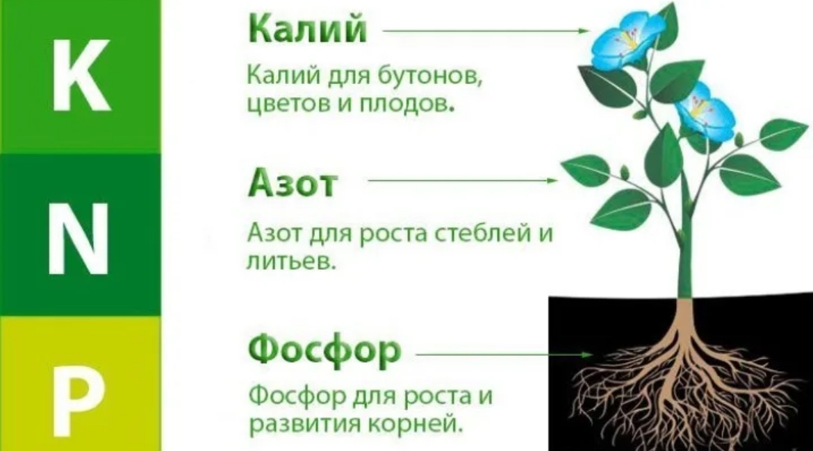 Что означают эти буквы. 