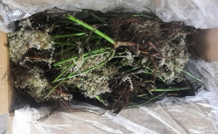    Впервые соевую нематоду нашли в саженцах розы при ввозе в Приморье из Китая