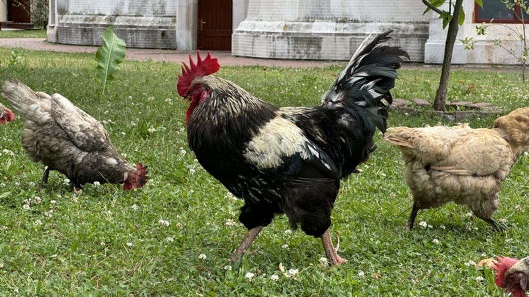    ФОТО: ALEXANDER LEGKY/GLOBALLOOKPRESS