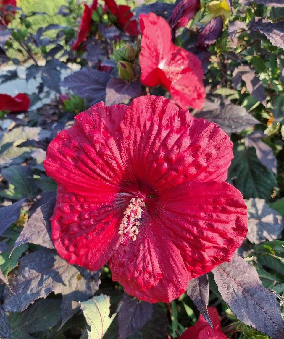 Hibiscus moscheutos 'Summerific Holy Grail' в моем саду. Анапа.