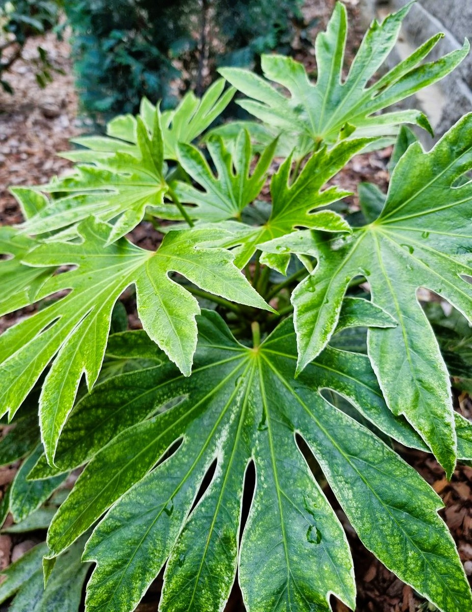 Fatsia japonica ‘Spider’s Web’ в моем саду. Анапа.