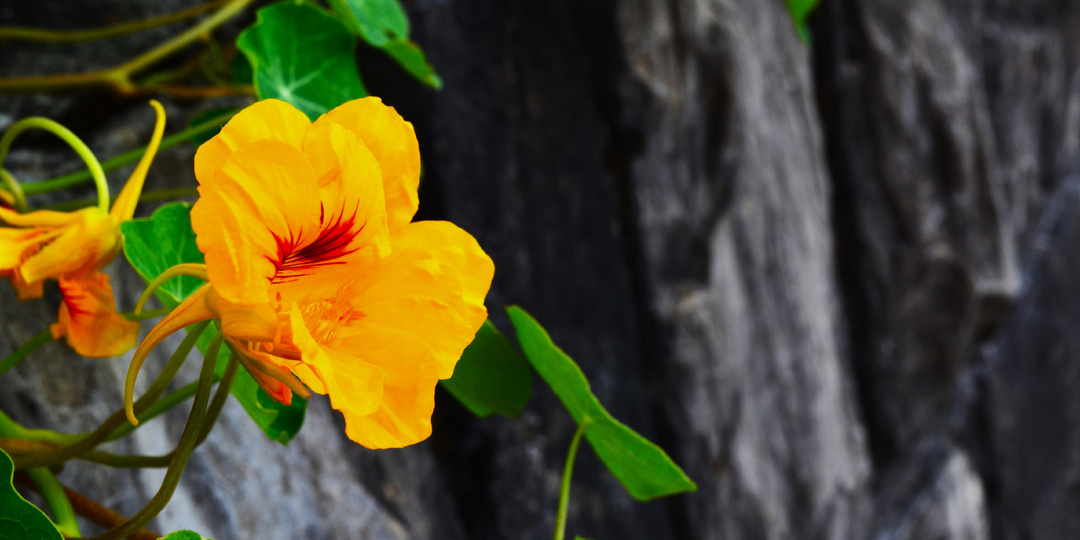 Красивый и съедобный полностью однолетник