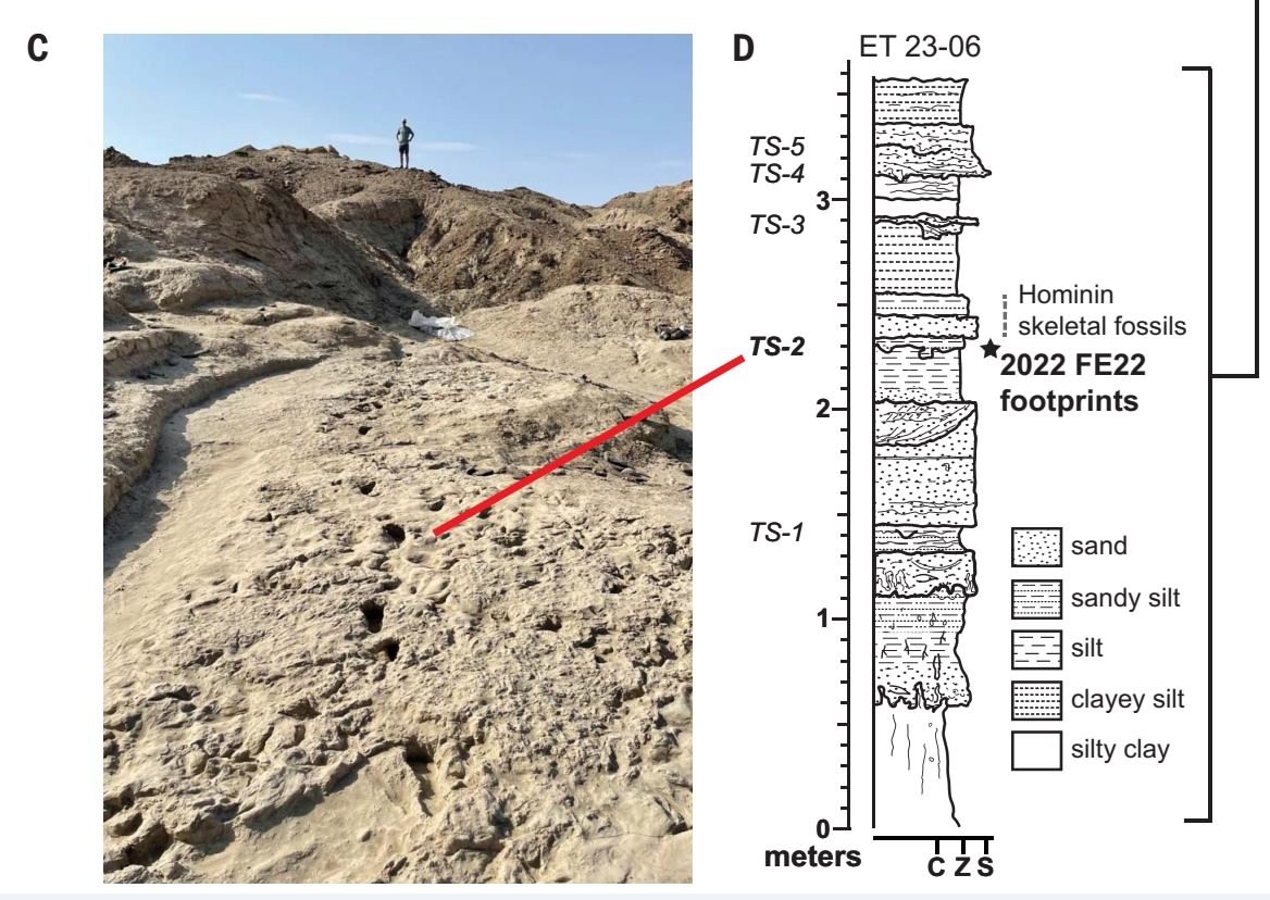 Поверхность TS2 и стратиграфия участка FE22.