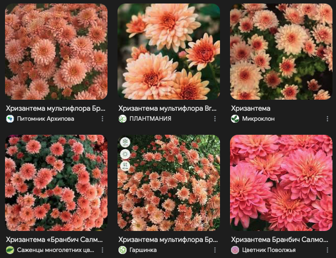 Хризантема мультифлора Бранбич Салмон, скриншот поиска гугла по одноименному запросу 