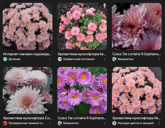 Хризантема Coeur De Lorraine R Sophiane Saumon скриншот поиска гугла по одноименному запросу 