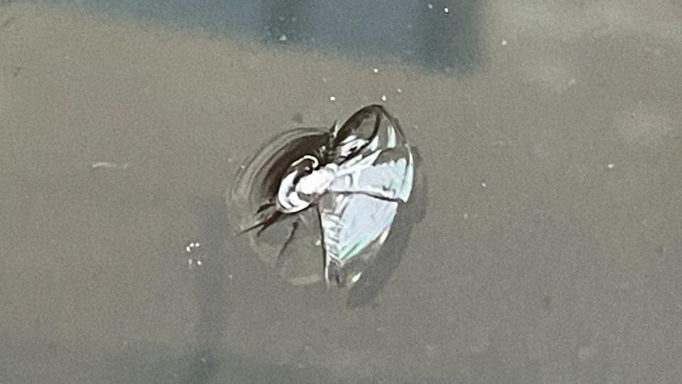    Фото: t.me/Megapolisonline