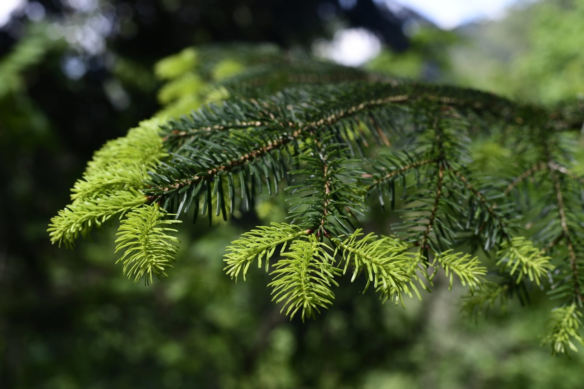 Фото: kavkazzapoved.ru