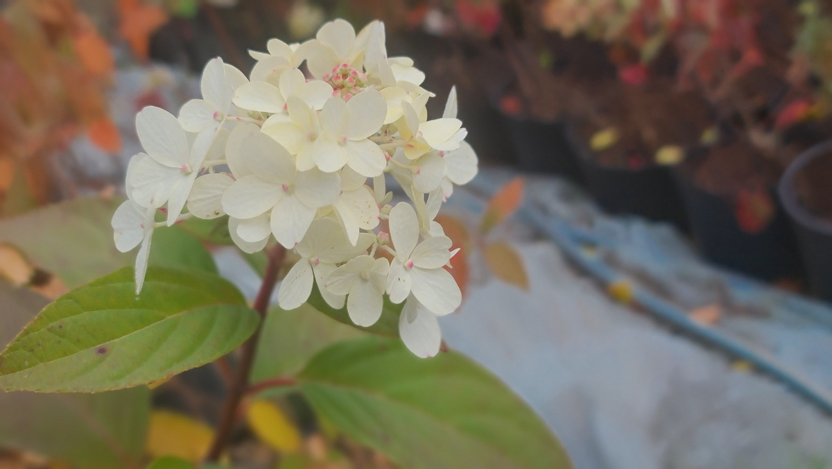 Сентябрь 23 года. Соцветия мелкие