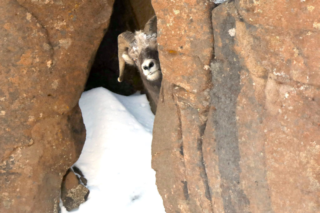 Путоранский подвид снежного барана. Из материалов исследования. Источник: пресс-служба «Заповедников Таймыра» / news.sgnorilsk.ru