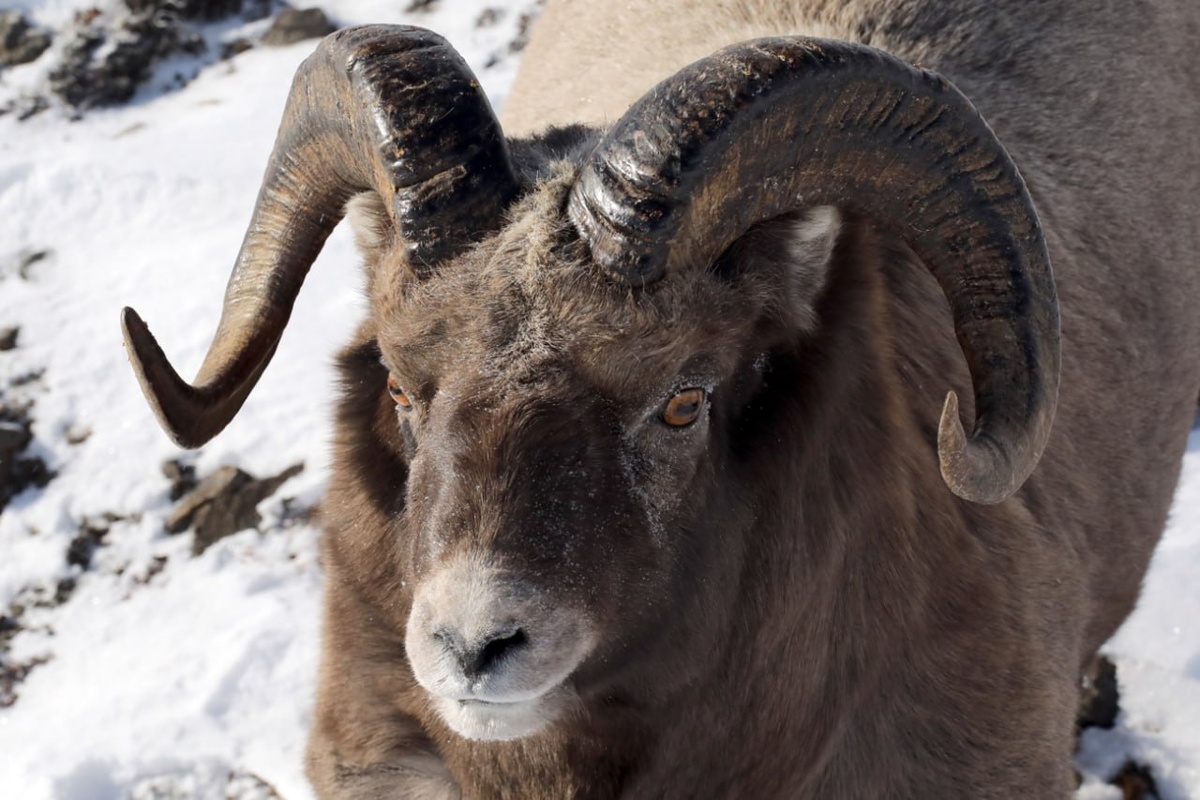 Путоранский подвид снежного барана. Из материалов исследования. Источник: пресс-служба «Заповедников Таймыра» / news.sgnorilsk.ru