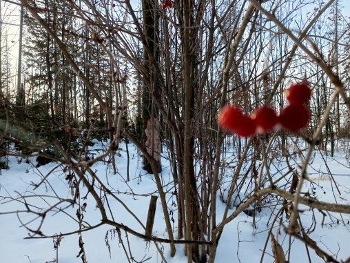 Горькая ягода.