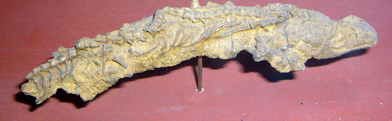 Протокапторин 