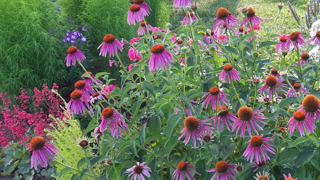 Эхинацея,выращенная из семян в цветнике деревенского сада.