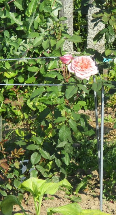 фото Надежды