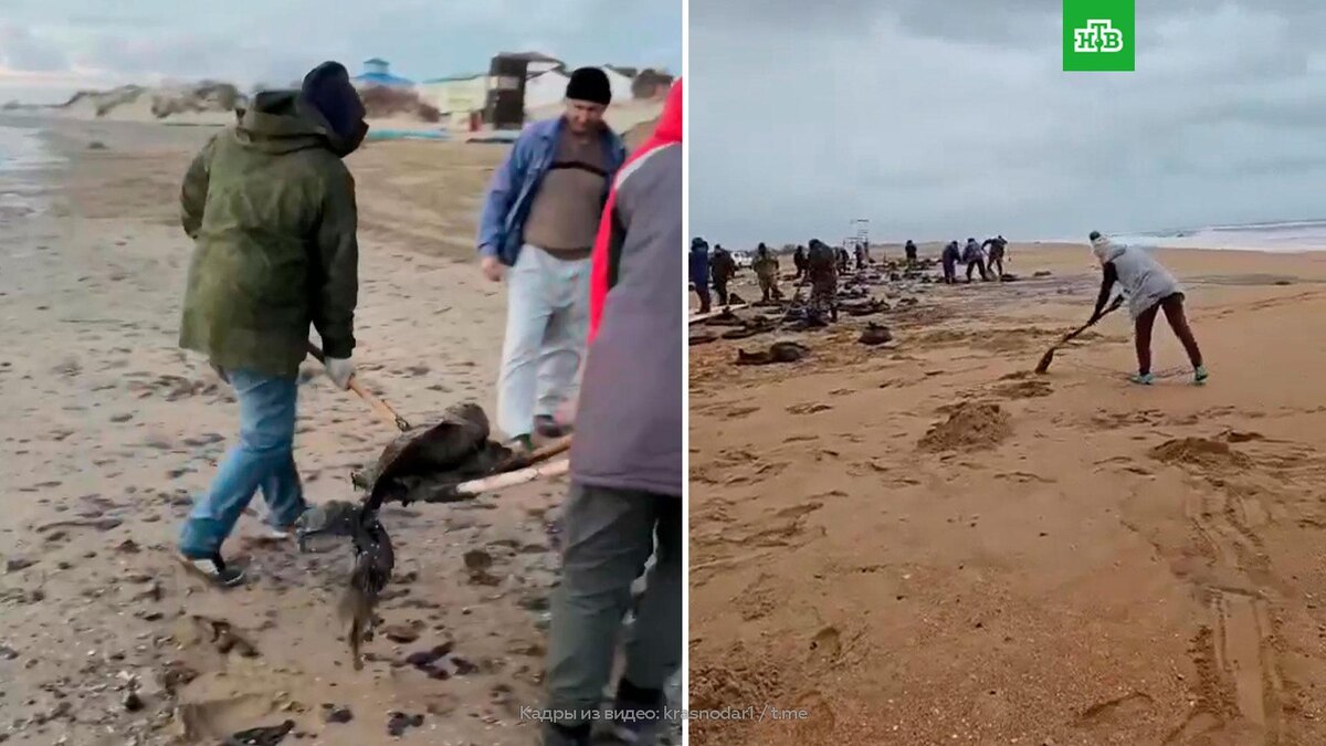    На Кубани после разлива мазута нашли 11 мертвых дельфинов