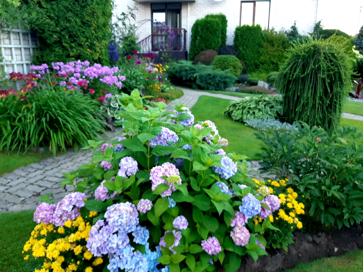 Гортензия Бесконечное лето (зимует под легким укрытием)