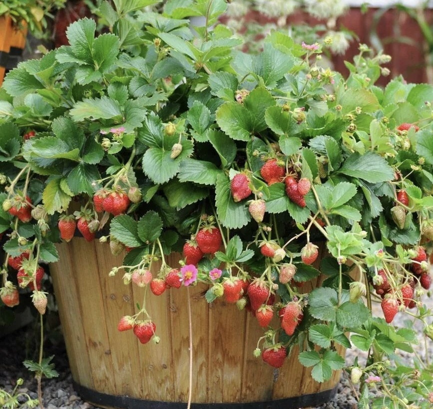 Земляника мелкоплодная