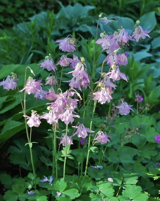 Аквилегия Пинк Коломбина