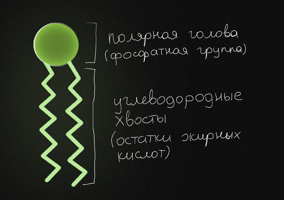 Примерное строение мембранных фосфолипидов