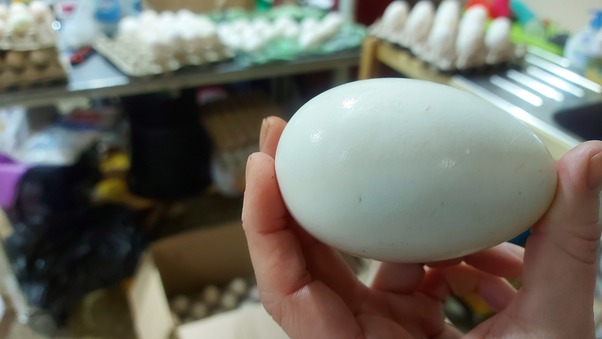 Инкубационное яйцо гуся Линда. Фото "Годуновский бройлер"