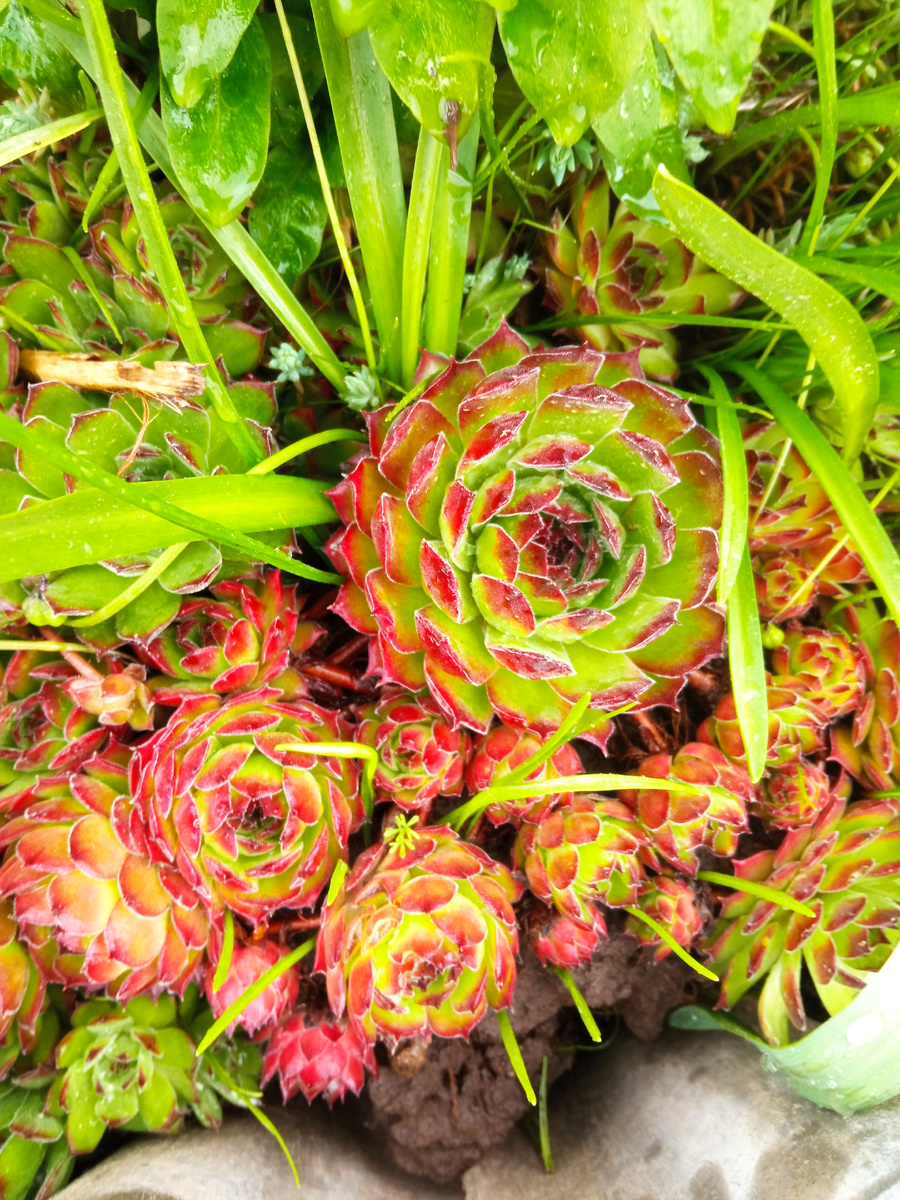 Кровельное молодило. Фото автора. Листайте галерею.