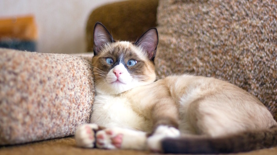    Косоглазие у кошек: причины, особенности и когда нужно бить тревогу Роман Захаров