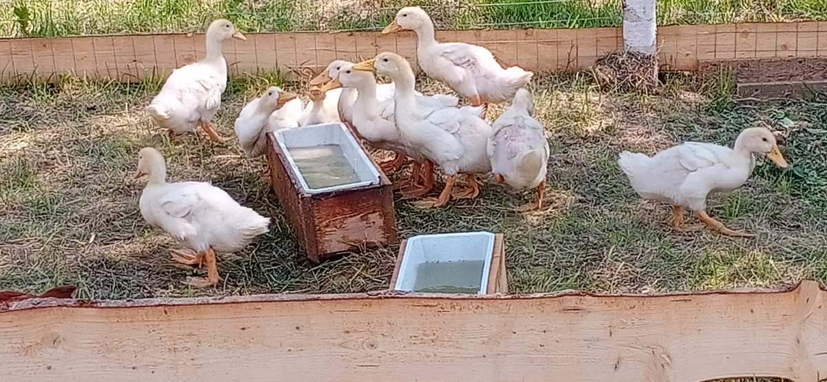 Утята-пекинцы