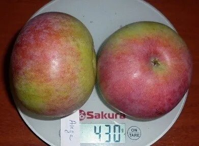 ANDA (D-1-94-24) – (Арбат х Фореле)