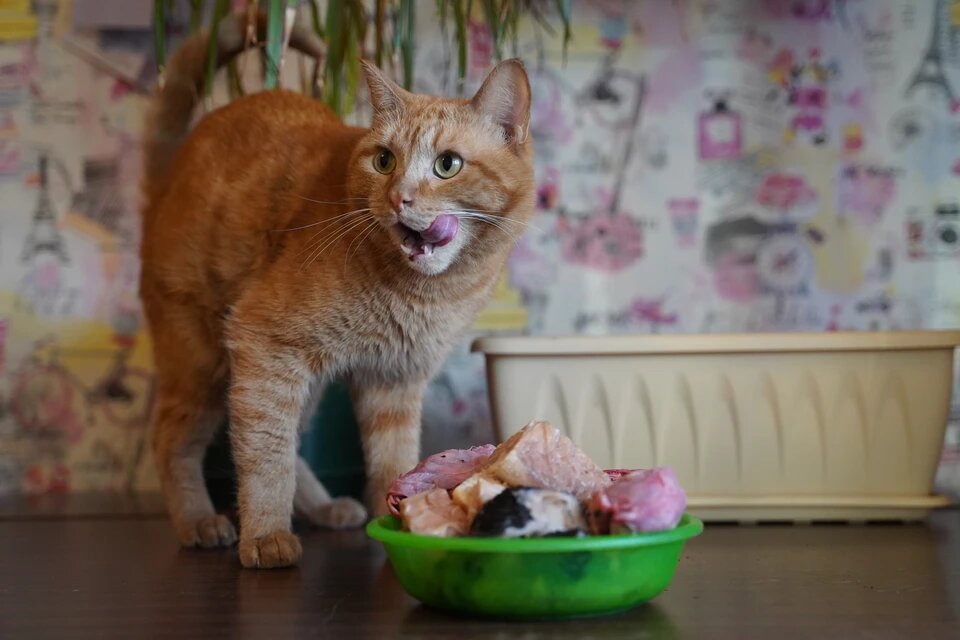 Котики оказались более привередливыми, нежели собака. Фото: Светлана МАКОВЕЕВА