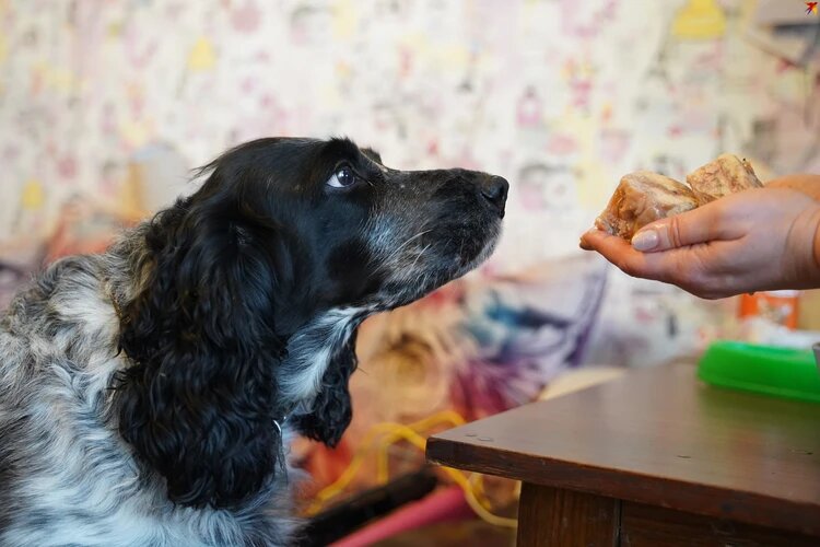 Собака сразу одобрила натуральное меню. Фото: Светлана МАКОВЕЕВА