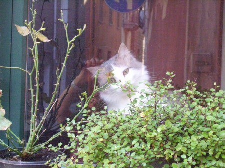 Сардинская кошка