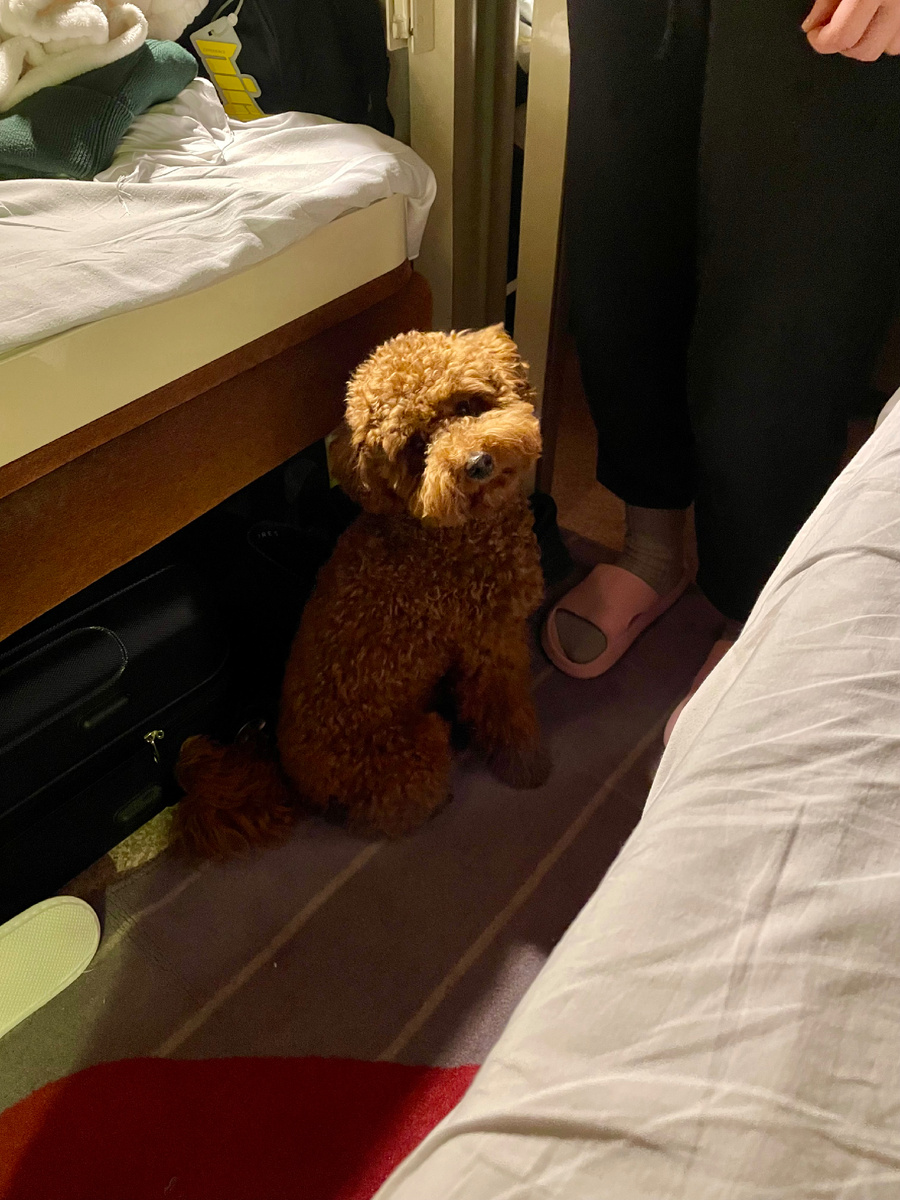 Милейший пес Миша