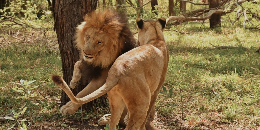 Лучшее сафари в жизни! Парк Casela на Маврикии!