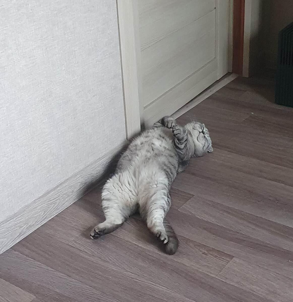 Их котейшеству суетиться не пристало. 