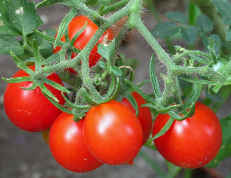 Красивые томаты